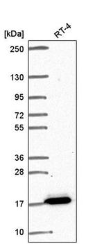 FAM162A Antibody in Western Blot (WB)