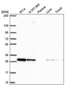 CXXC5 Antibody in Western Blot (WB)