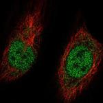 MGA Polyclonal Antibody