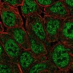 POU5F1B Antibody in Immunocytochemistry (ICC/IF)