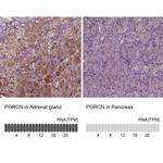 PORCN Antibody