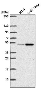 UAP56 Antibody in Western Blot (WB)