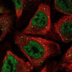 AXUD1 Polyclonal Antibody