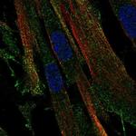 OR2C3 Polyclonal Antibody