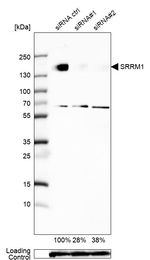 SRRM1 Antibody in Western Blot (WB)