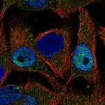 LZIC Antibody in Immunocytochemistry (ICC/IF)