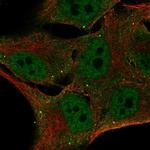 Fbxo16 Polyclonal Antibody