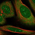 RBMS2 Polyclonal Antibody