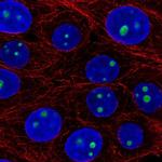 LLPH Polyclonal Antibody