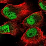 SEL1L3 Antibody in Immunocytochemistry (ICC/IF)
