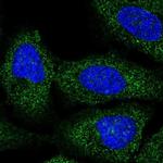 BRAP Polyclonal Antibody