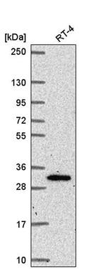 NRIP3 Antibody in Western Blot (WB)