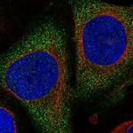 ATHL1 Polyclonal Antibody