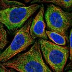 Ninjurin 2 Polyclonal Antibody