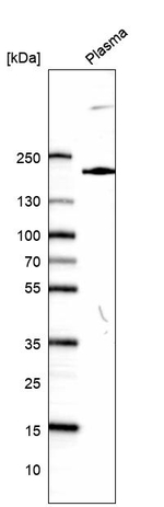 PLXNA3 Antibody in Western Blot (WB)