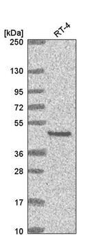 EYA2 Antibody in Western Blot (WB)