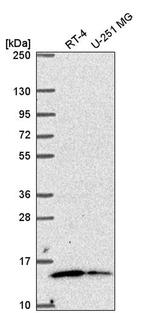 MRPL57 Antibody in Western Blot (WB)