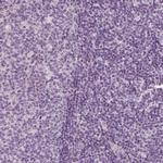 RS1 Antibody in Immunohistochemistry (Paraffin) (IHC (P))