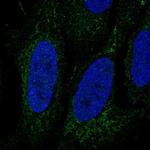 LINGO3 Polyclonal Antibody