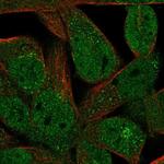 FAM89A Antibody in Immunocytochemistry (ICC/IF)