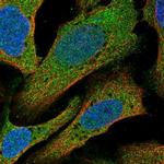 C14orf28 Polyclonal Antibody