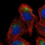 GDPGP1 Polyclonal Antibody