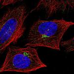 4-1BB Ligand Antibody in Immunocytochemistry (ICC/IF)