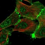 Erbin Polyclonal Antibody