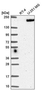 Erbin Antibody in Western Blot (WB)
