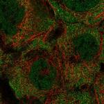 KRTCAP3 Antibody in Immunocytochemistry (ICC/IF)