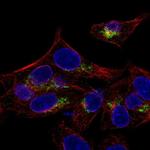 Arylsulfatase E Polyclonal Antibody