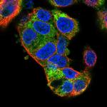 KIAA2013 Polyclonal Antibody