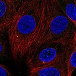 Cyclin F Polyclonal Antibody