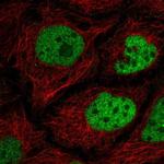 C2orf49 Polyclonal Antibody