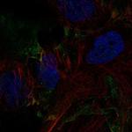 DSEL Polyclonal Antibody