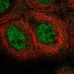 FAM63A Polyclonal Antibody