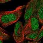 WDR26 Antibody in Immunocytochemistry (ICC/IF)