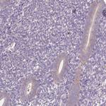 LSM14B Antibody in Immunohistochemistry (Paraffin) (IHC (P))