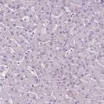 LSM14B Antibody in Immunohistochemistry (Paraffin) (IHC (P))