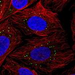 LSM14B Polyclonal Antibody