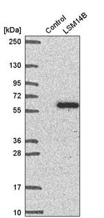 LSM14B Antibody in Western Blot (WB)