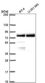 TRIM36 Antibody in Western Blot (WB)