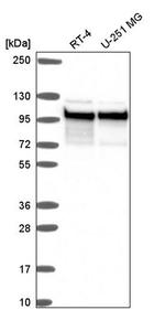 C14orf4 Antibody in Western Blot (WB)