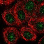 GIN1 Antibody in Immunocytochemistry (ICC/IF)