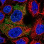 PDZRN3 Polyclonal Antibody