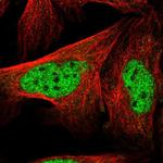 LENG8 Polyclonal Antibody