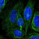 KIAA1211L Polyclonal Antibody