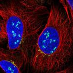C12orf43 Antibody in Immunocytochemistry (ICC/IF)