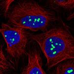 TPGS2 Polyclonal Antibody