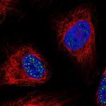 WDR90 Polyclonal Antibody